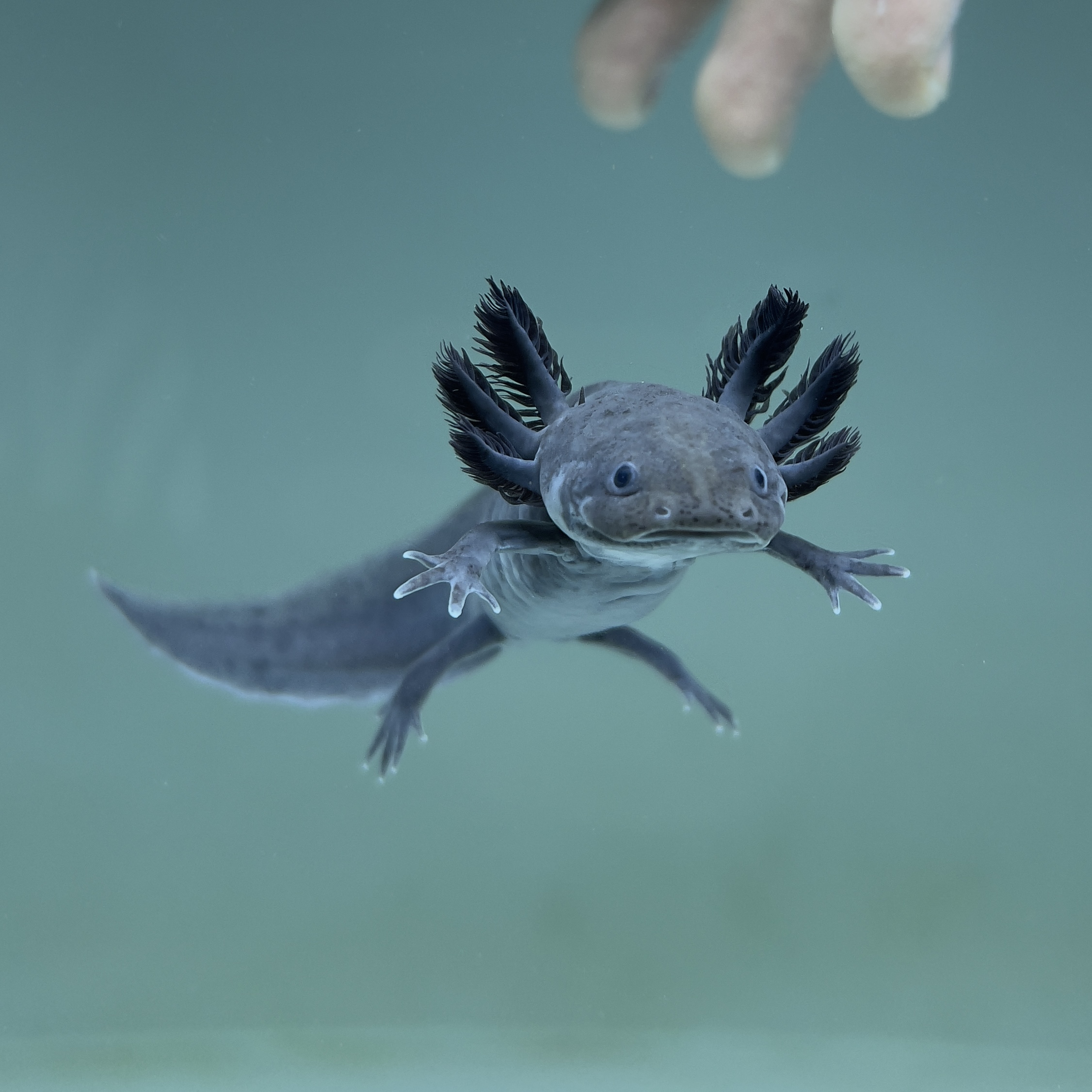 Black Melanoid Axolotl