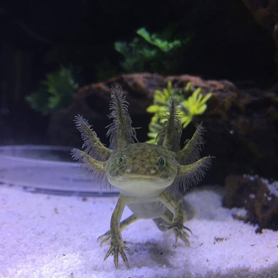 Wild Type Axolotl